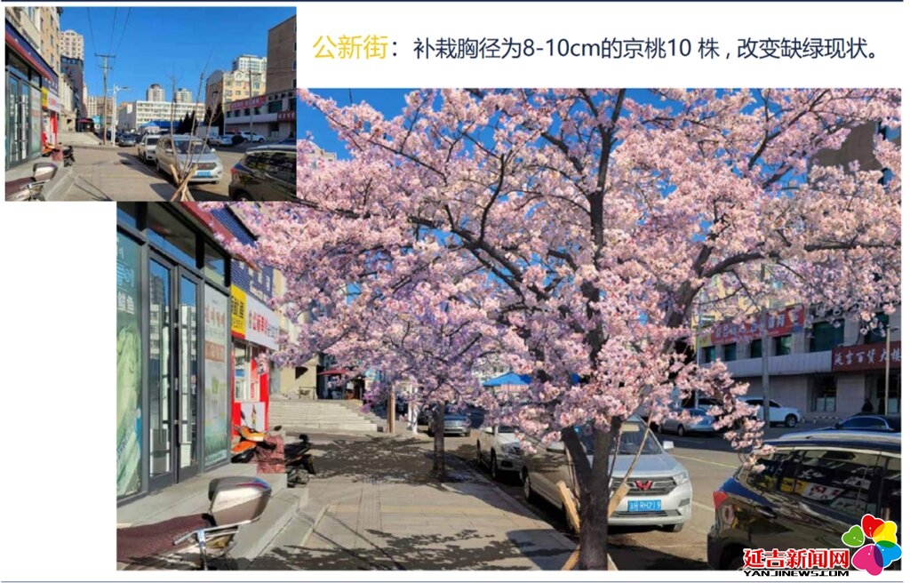  綠美延吉｜新春添綠意 50條街路煥新顏